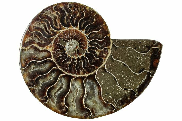 Cut & Polished Ammonite Fossil (Half) - Madagascar #310664